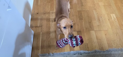 We fetch you the sock of truth